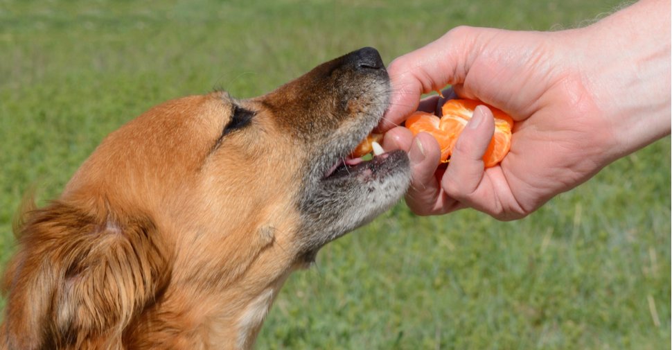 Can Dogs Eat Oranges