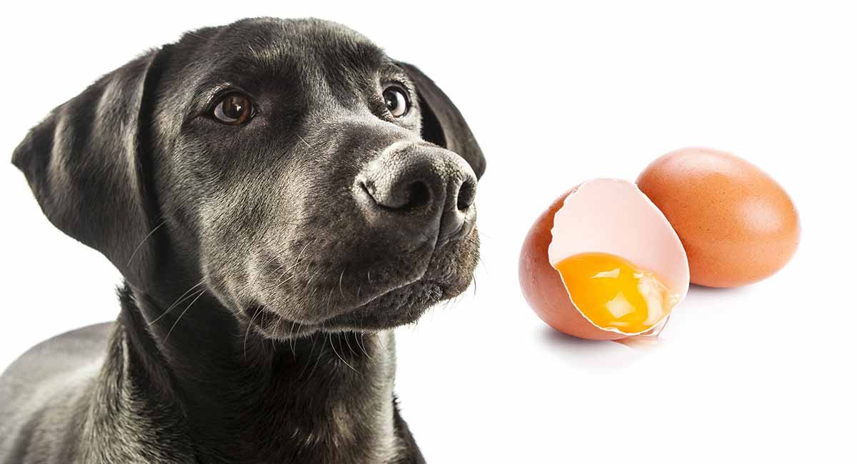 Can Dog Eat Eggs