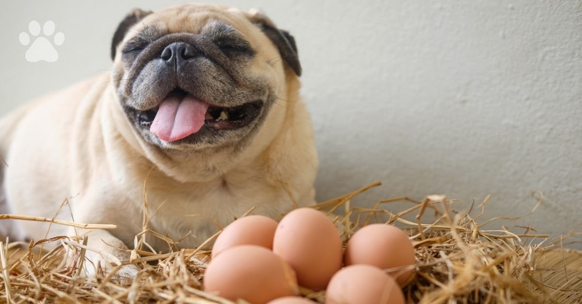 can dog eat eggs