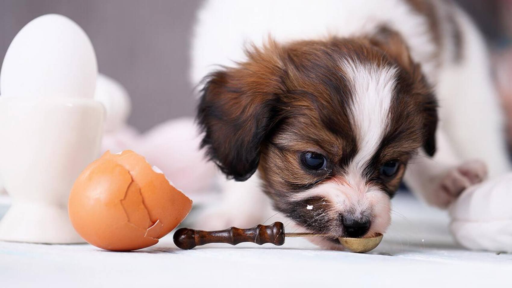 Can Dog Eat Eggs