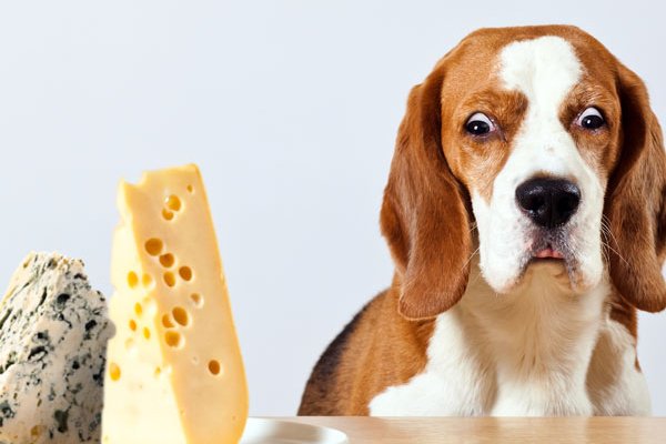 Can Dog Eat Cheese