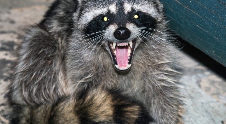 raccoon as a pet