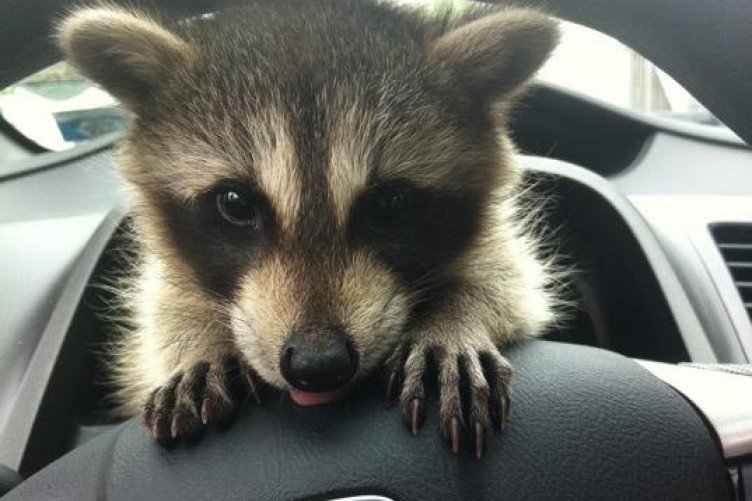 raccoon as a pet