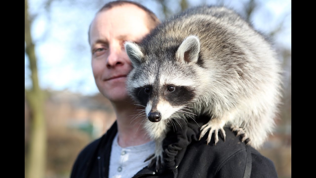 raccoon as a pet