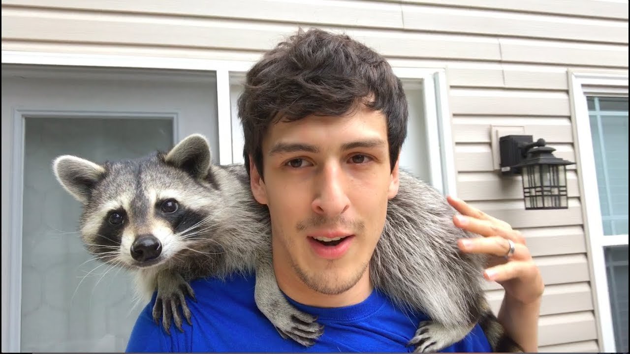 raccoon as a pet