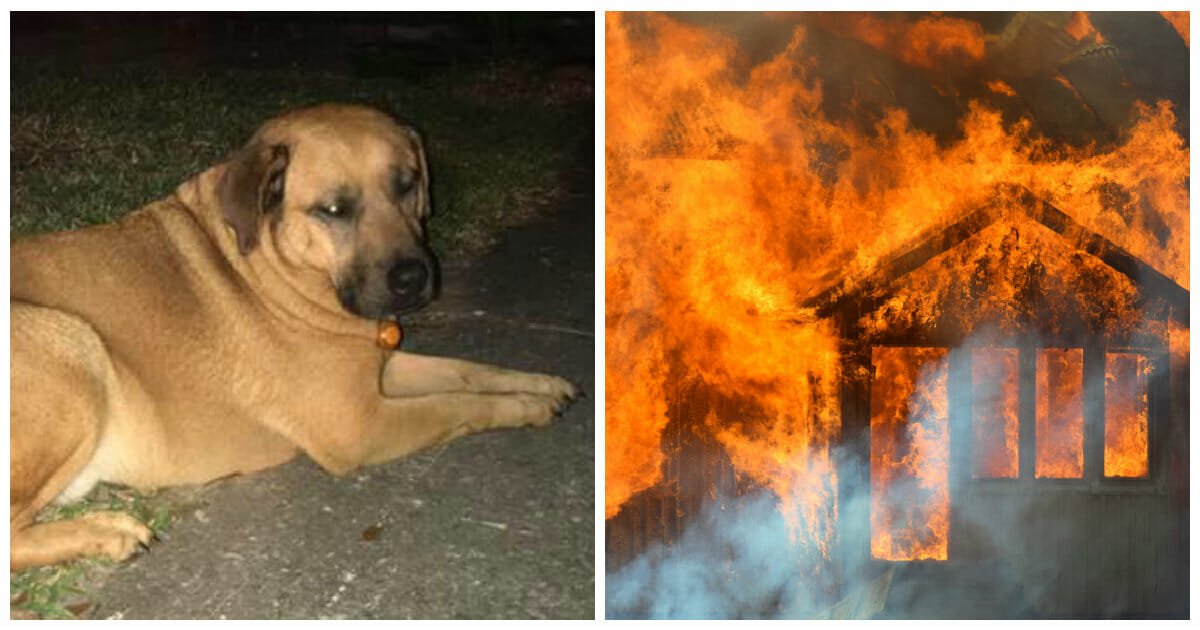 dog saves owner