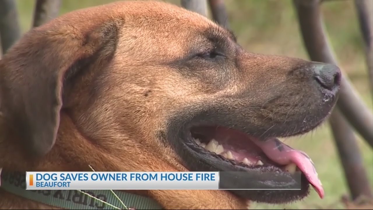dog saves owner