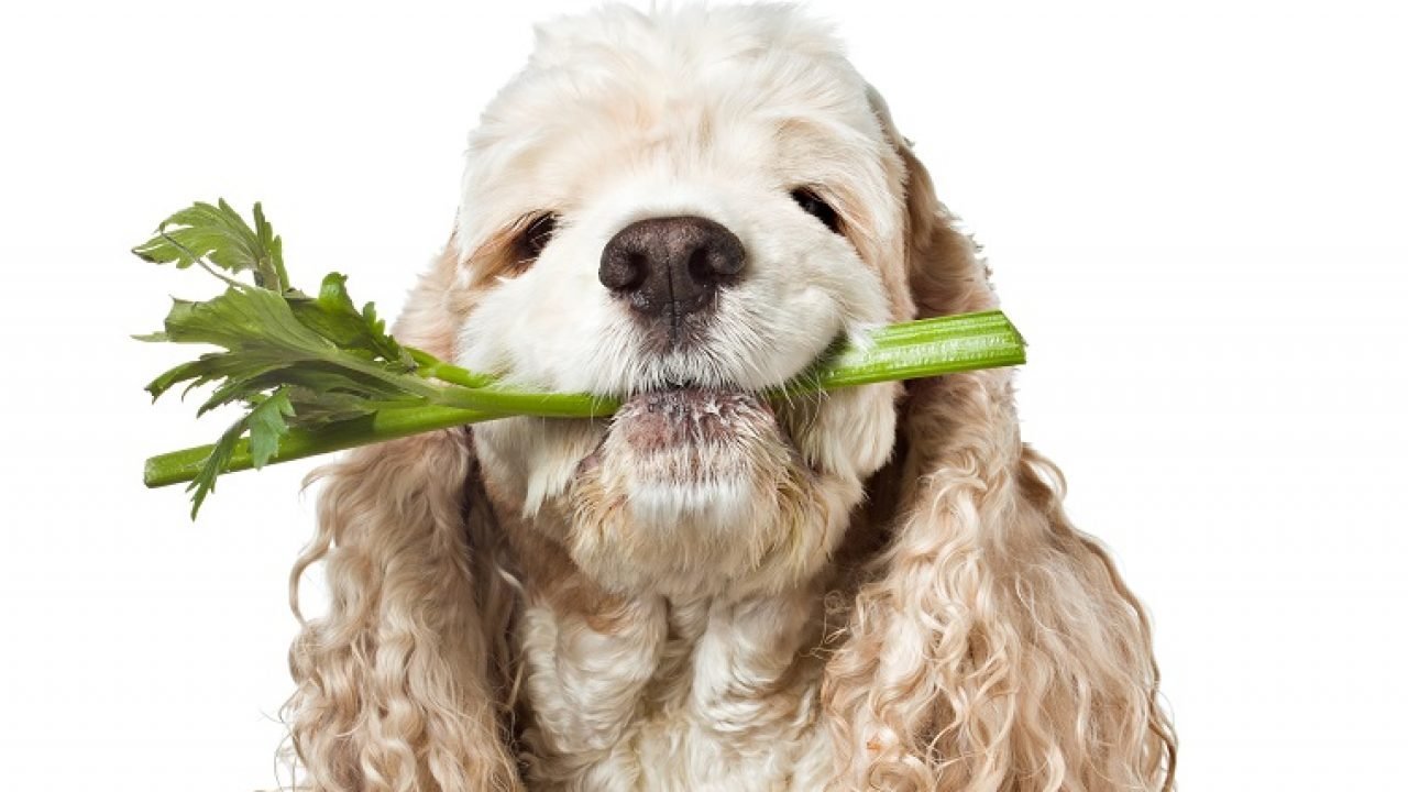 Can Dogs Eat Celery