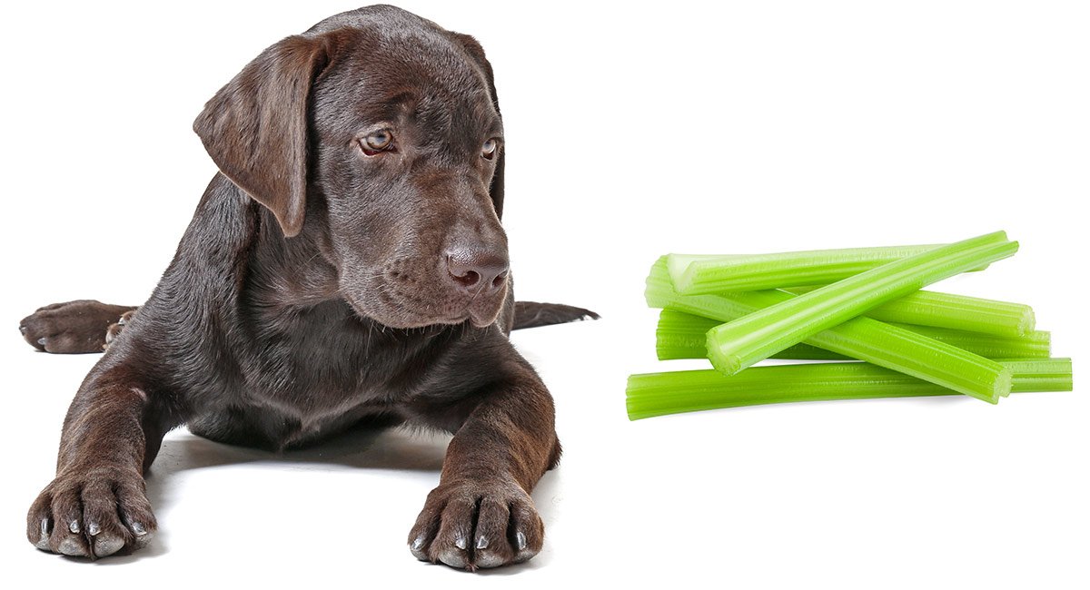 Can Dogs Eat Celery