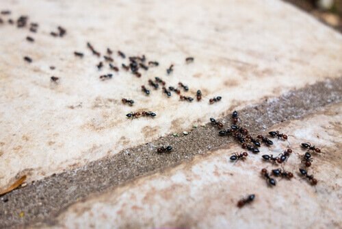 8 maneras de eliminar hormigas de forma orgánica – Mejor con Salud