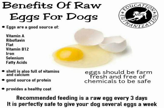 Can Dogs Eat Hard Boiled Eggs A Good Guide For Your Pet can-dogs-eat-quail-eggs-what-you-need-to-know