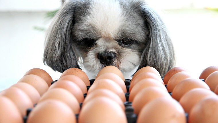 How many eggs can a dog eat in a day