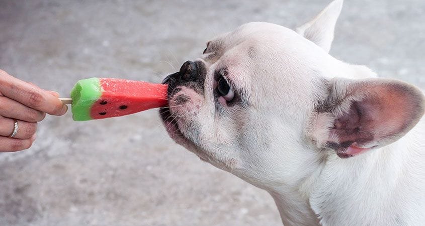 can dogs eat hard boiled egg