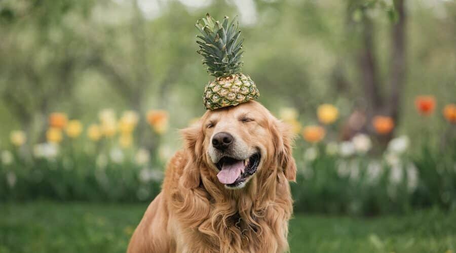 Can Dogs Have Pineapple