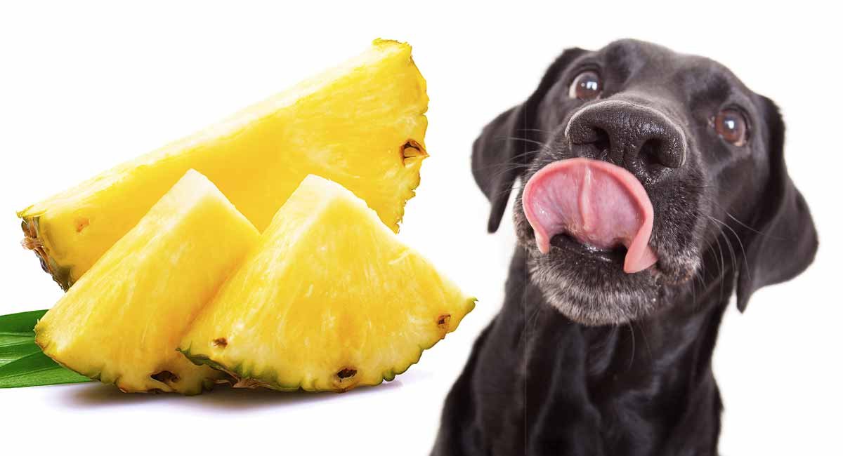 Can Dogs Have Pineapple