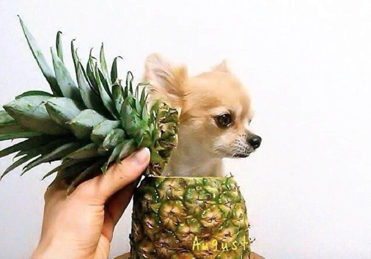 Can Dogs Have Pineapple