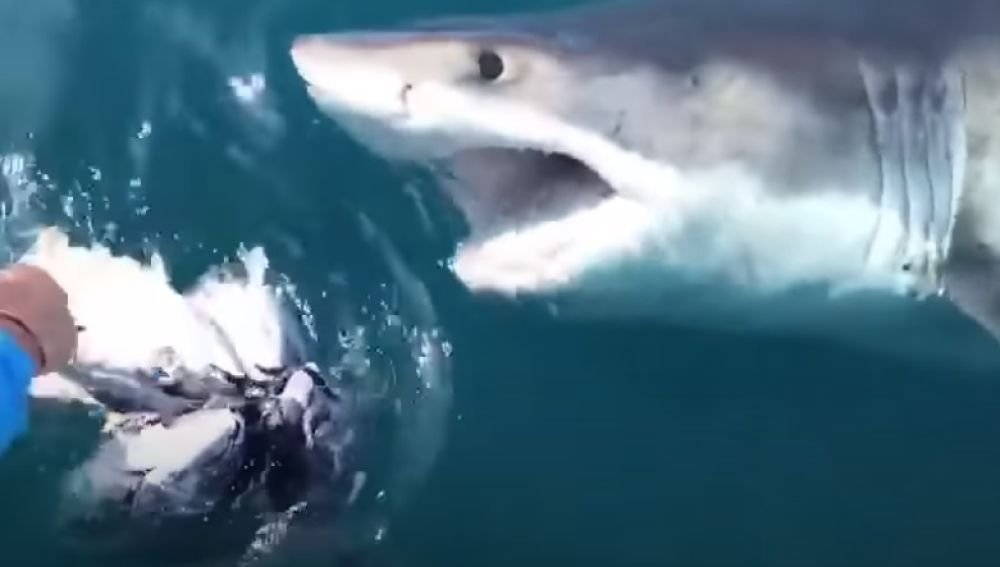 Un gigantesco tiburón de más de una tonelada cerca a unos pescadores