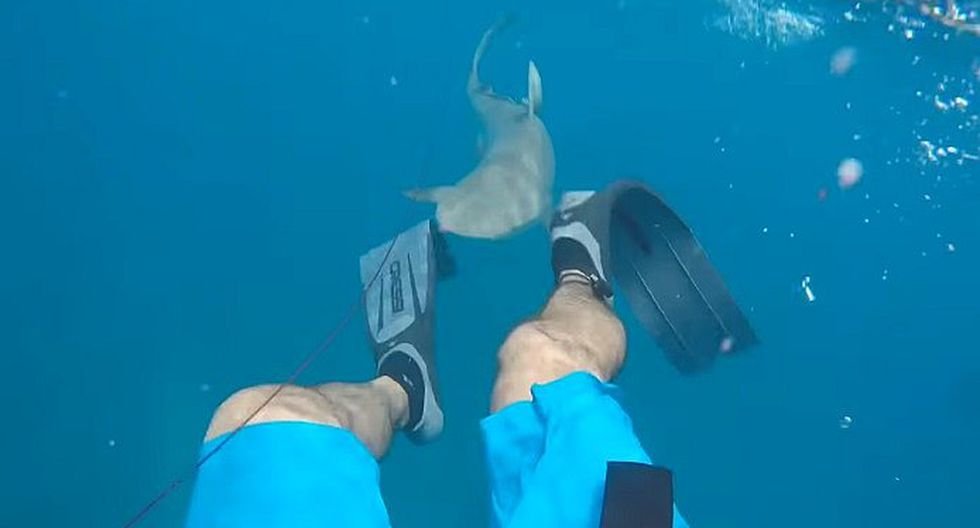 YouTube: El dramático momento en que un tiburón ataca a un ...
