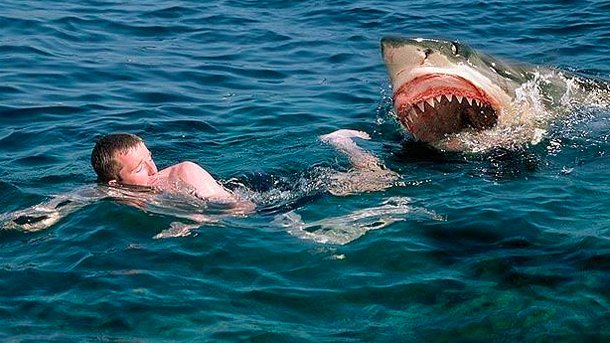 El tiburón blanco es muy bueno y no hace nada, según el dueño de ...