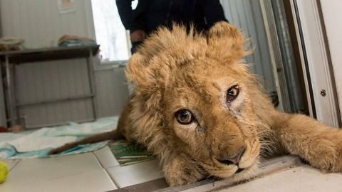 Simba, el bebé león maltratado para sacarse selfies, se recupera ...