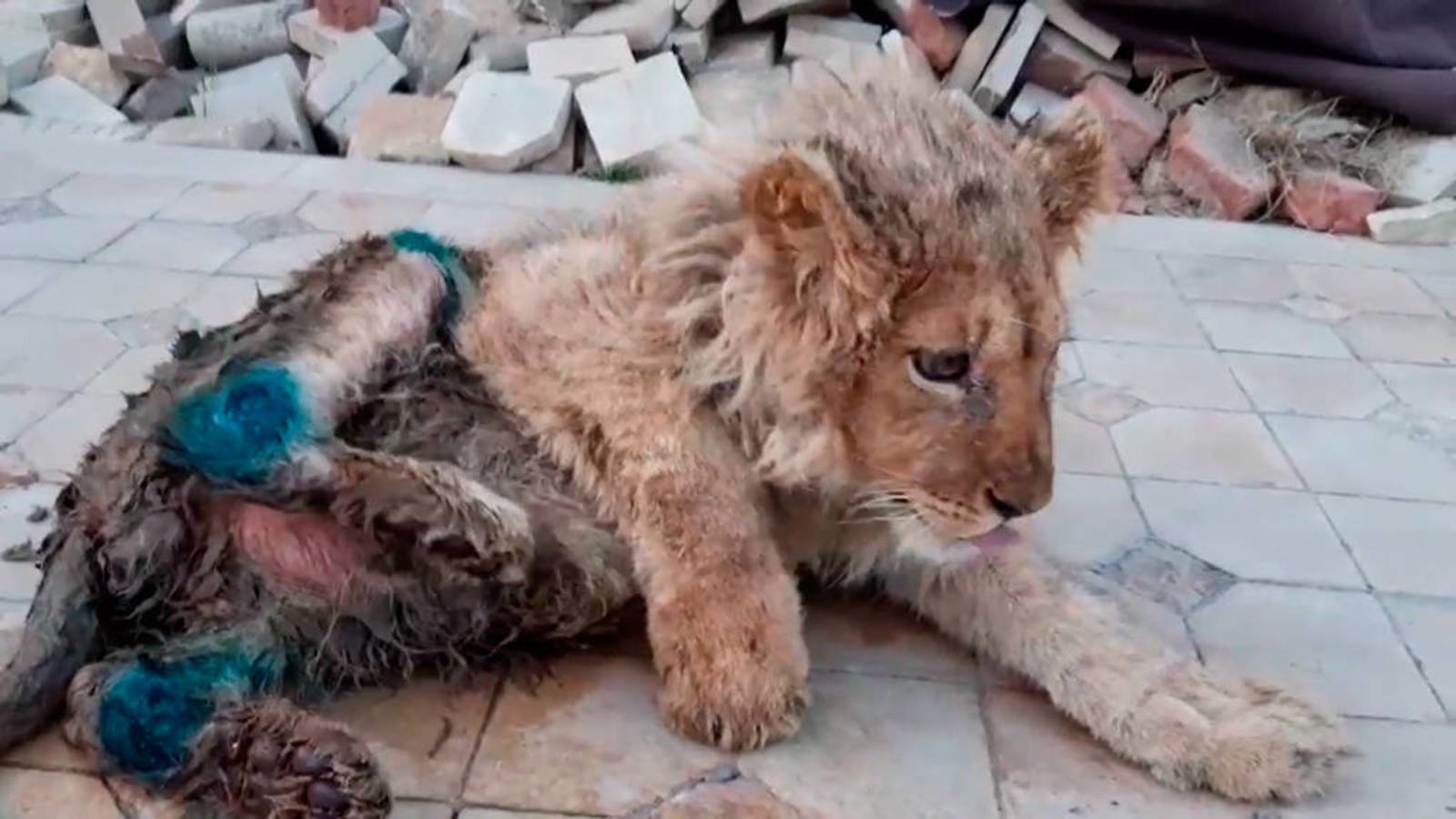 Rescatan a Simba, un león al que partieron las patas para ...