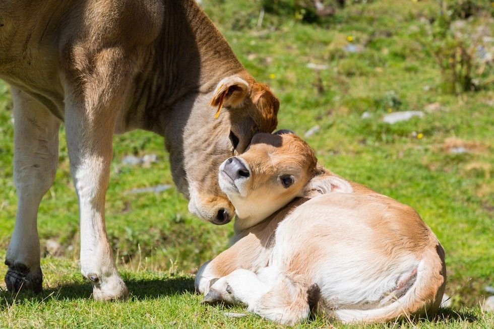 cows are cute