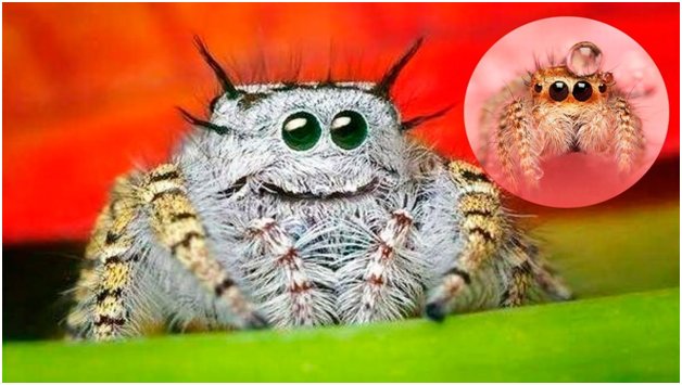 spiders are cute