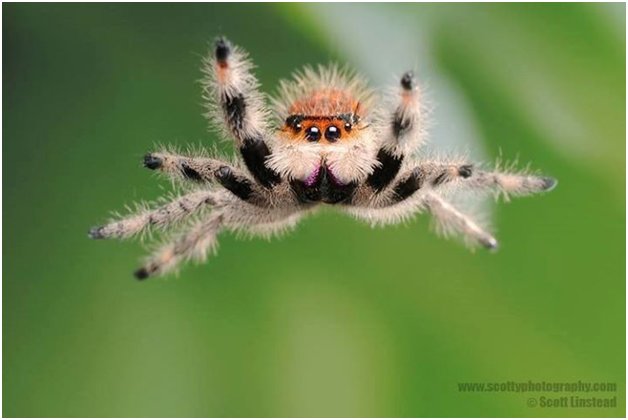 spiders are cute