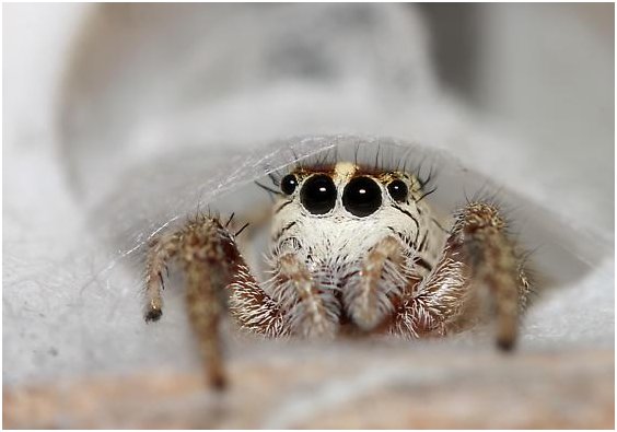 spiders are cute