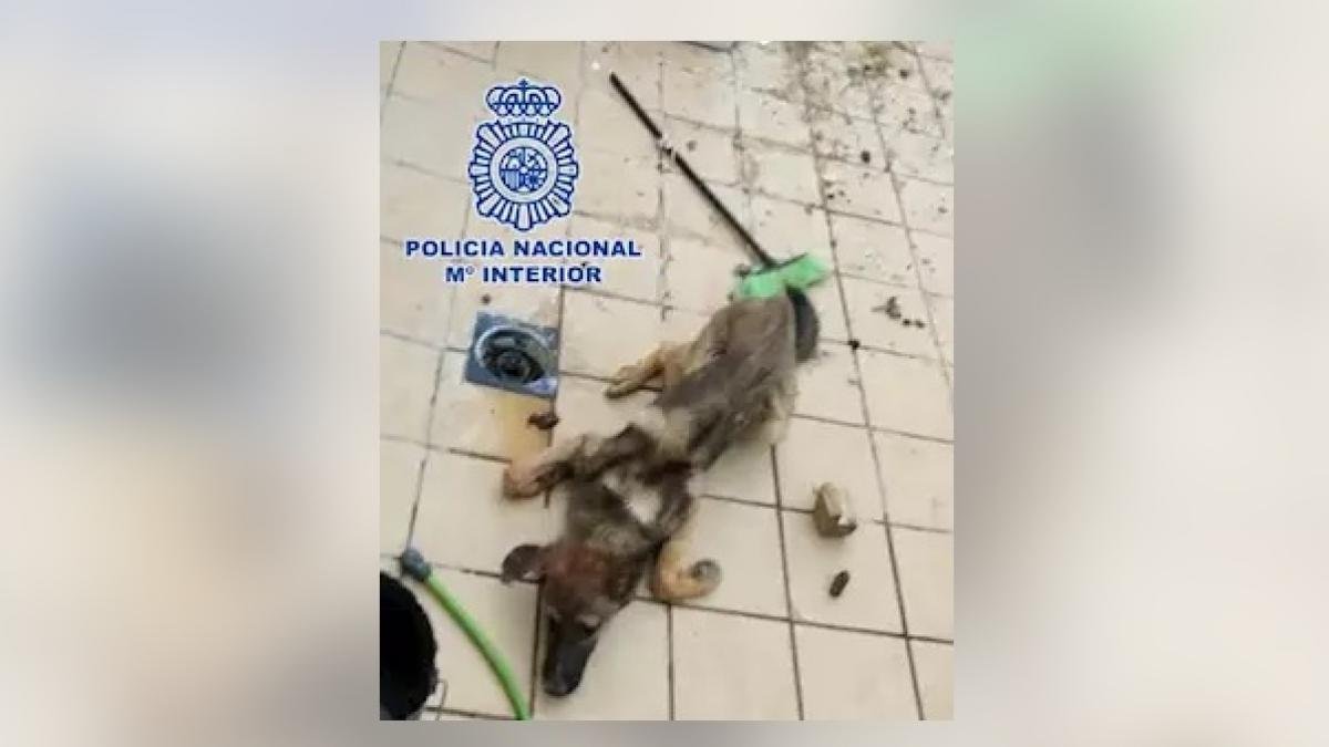 Ingresa en prisión un joven acusado de arrojar un perro vivo a ...