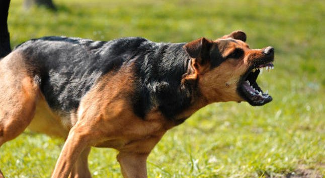 Sucesos: Cárcel para un joven que tiró un perro vivo a una jauría ...