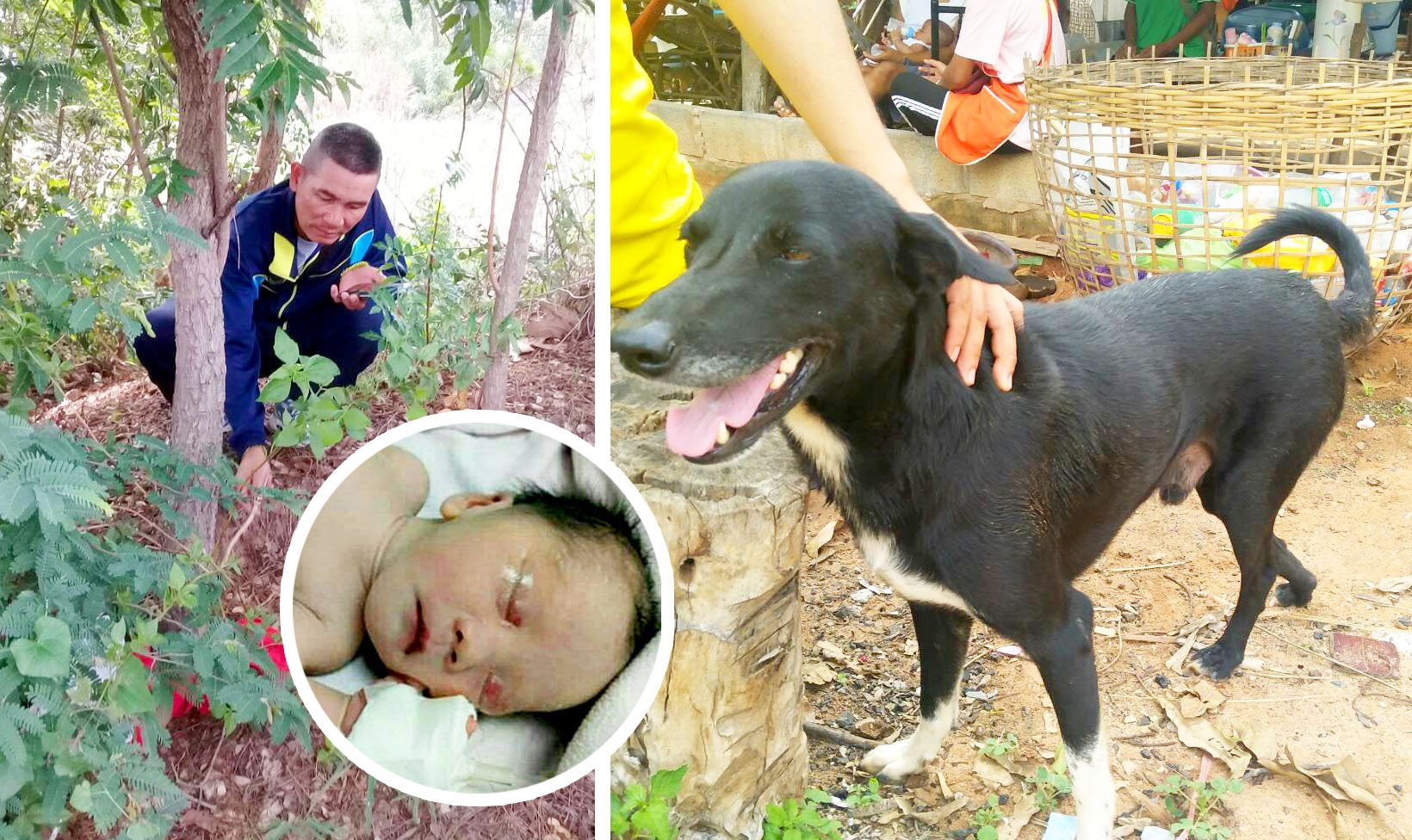 dog saves newborn