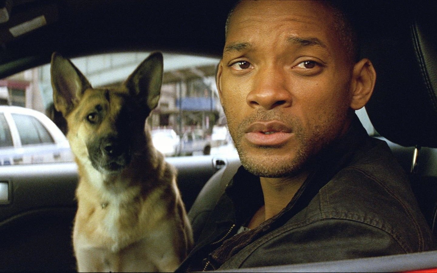 Famous I Am Legend Dog Turns 13 And She’s Loving Her Retirement