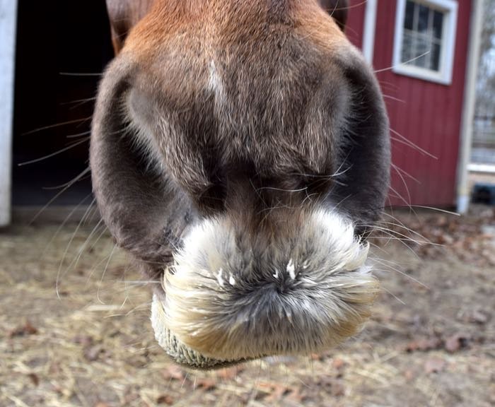 horses with mustaches