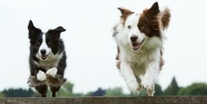 white poop in dogs