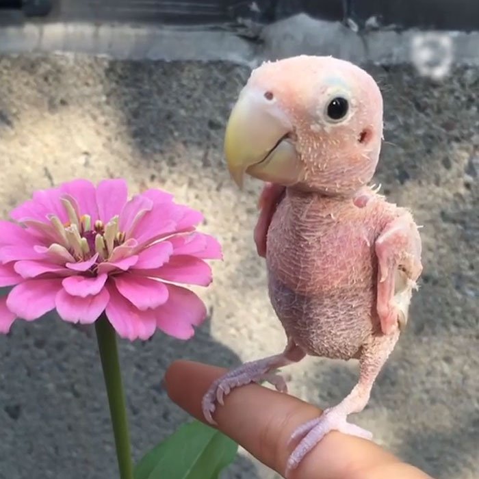 This Bird Had Lost Its Feathers, So People Sent Her Mini Sweaters ...
