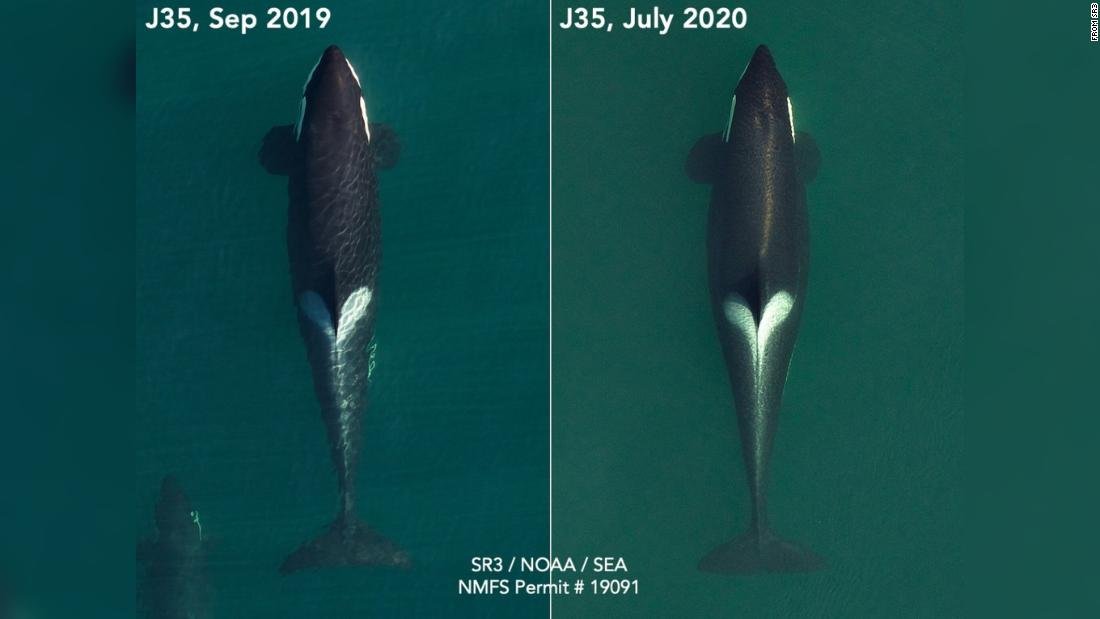 Tahlequah the orca is pregnant again - CNN