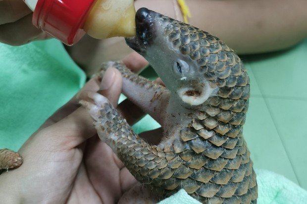 baby pangolins