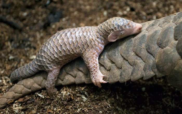 baby pangolins