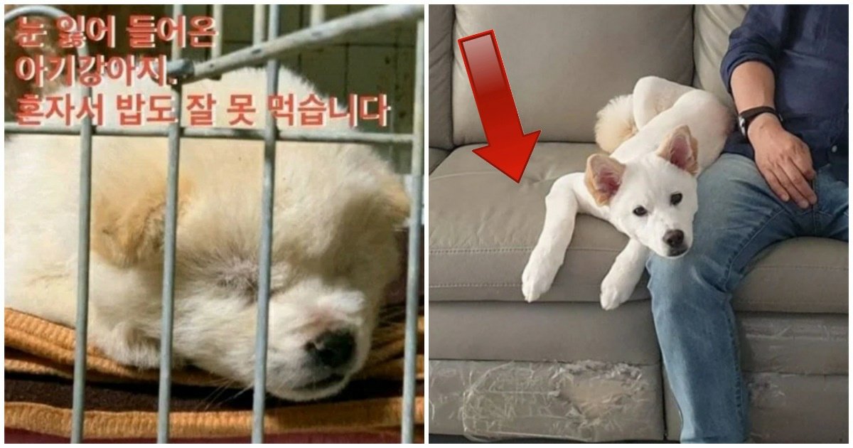 5.jpeg?resize=412,275 - "이게뭐야...? 진짜 대박이다"... 이연복 쉐프가 입양한 유기견 '충격적인' 근황 전했다.jpg