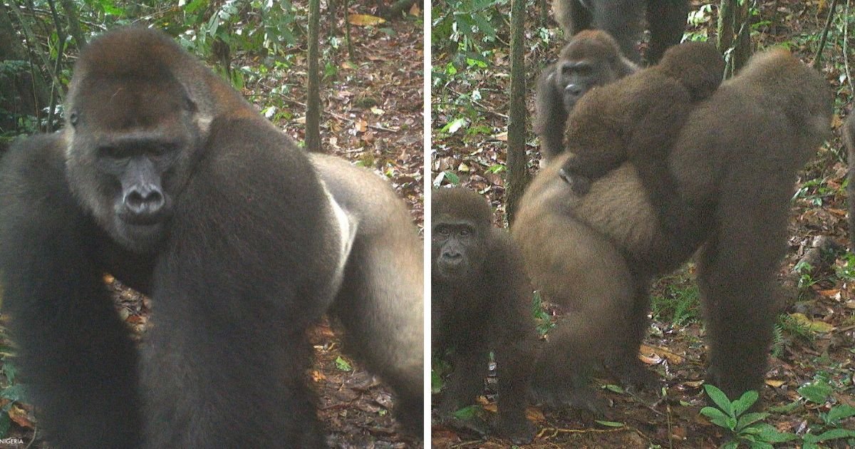 6 24.jpg?resize=1200,630 - World’s Rarest Cross River Gorillas Spotted With Babies in Nigerian Forest