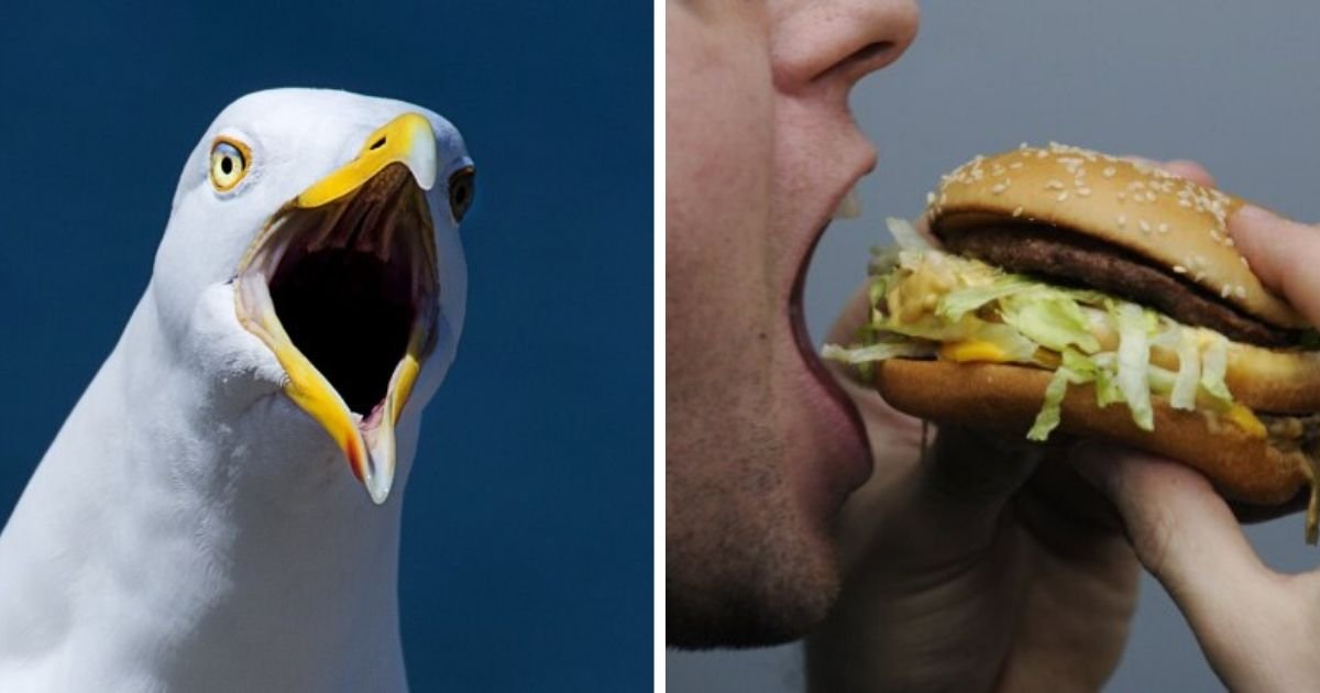 6 33.jpg?resize=1200,630 - Man Detained After Biting a Seagull ‘Who Tried Stealing His McDonald’s’