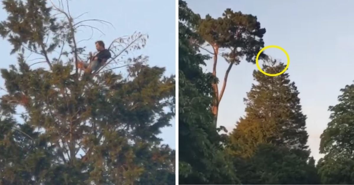 6 77.jpg?resize=412,232 - A Man Is Spotted Having Picnic At Top Of Giant 60ft Tree