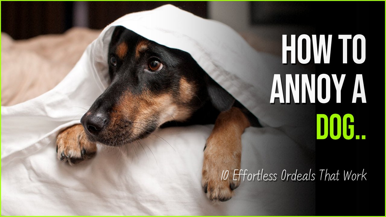 annoy a dog 1.jpg?fit=1024%2C576&ssl=1&strip=all - Annoying A Dog Has Never Been Easier Than These 10 Effortless Ordeals