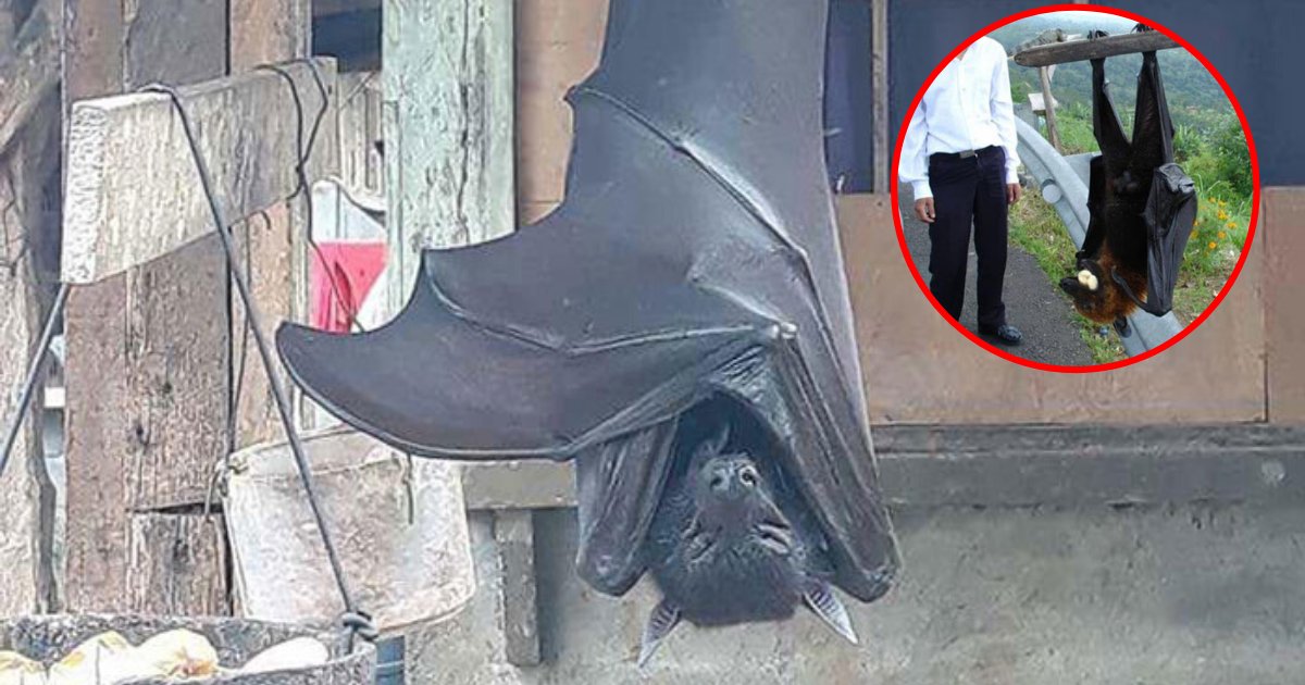 bat6.png?resize=412,275 - People Horrified Over Nightmare-Inducing Photo Of ‘Human-Sized’ Bat