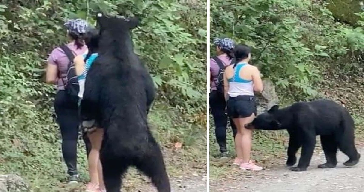 bear 1.jpg?resize=412,275 - Selfie du siècle: des randonneuses ont réussi à se prendre en photo avec... un ours !