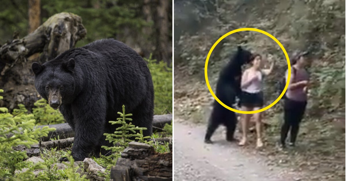 bear4.png?resize=1200,630 - Bear Approaches Hikers And Poses With Them As They Take A Selfie