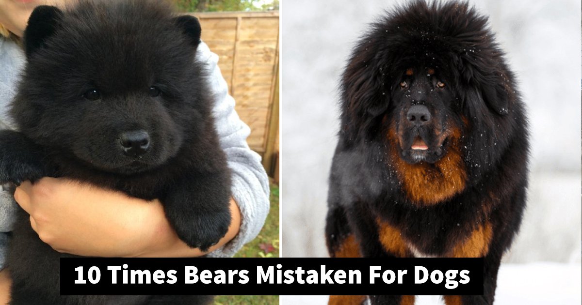 bears dogs.jpg?resize=412,275 - 10 Bear Mistaken For Dog Images That You Can’t Help But Adore