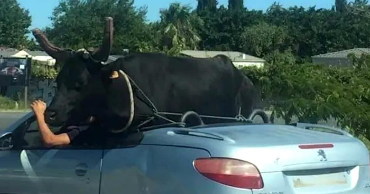 bfmtv e1594044213540.jpg?resize=412,232 - Camargue : Un taureau transporté à l'arrière d'une décapotable