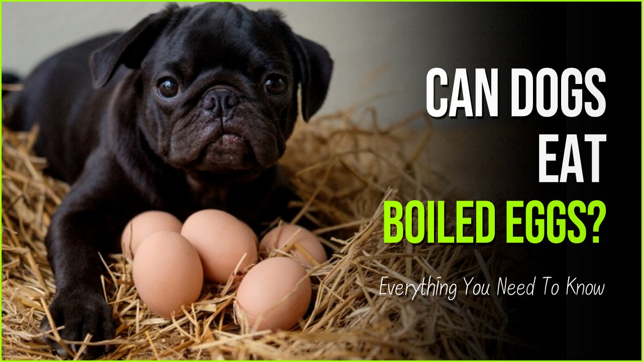 can dogs eat boiled eggs.jpg?resize=300,169 - Can Dogs Eat Hard Boiled Eggs? A Good Guide For Your Pet